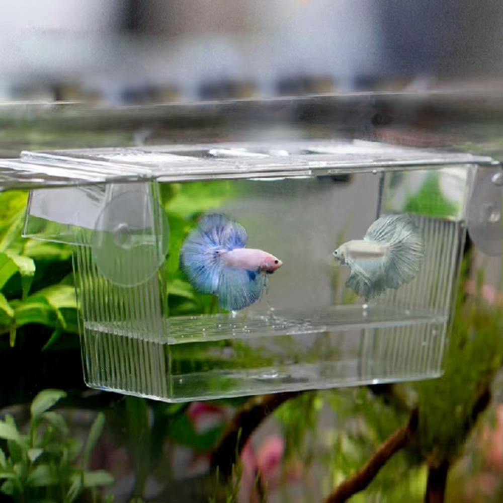 Kreatives Acryl-Aquarium zur F – Aquarium Fish Reproduction Bewertung und Preis