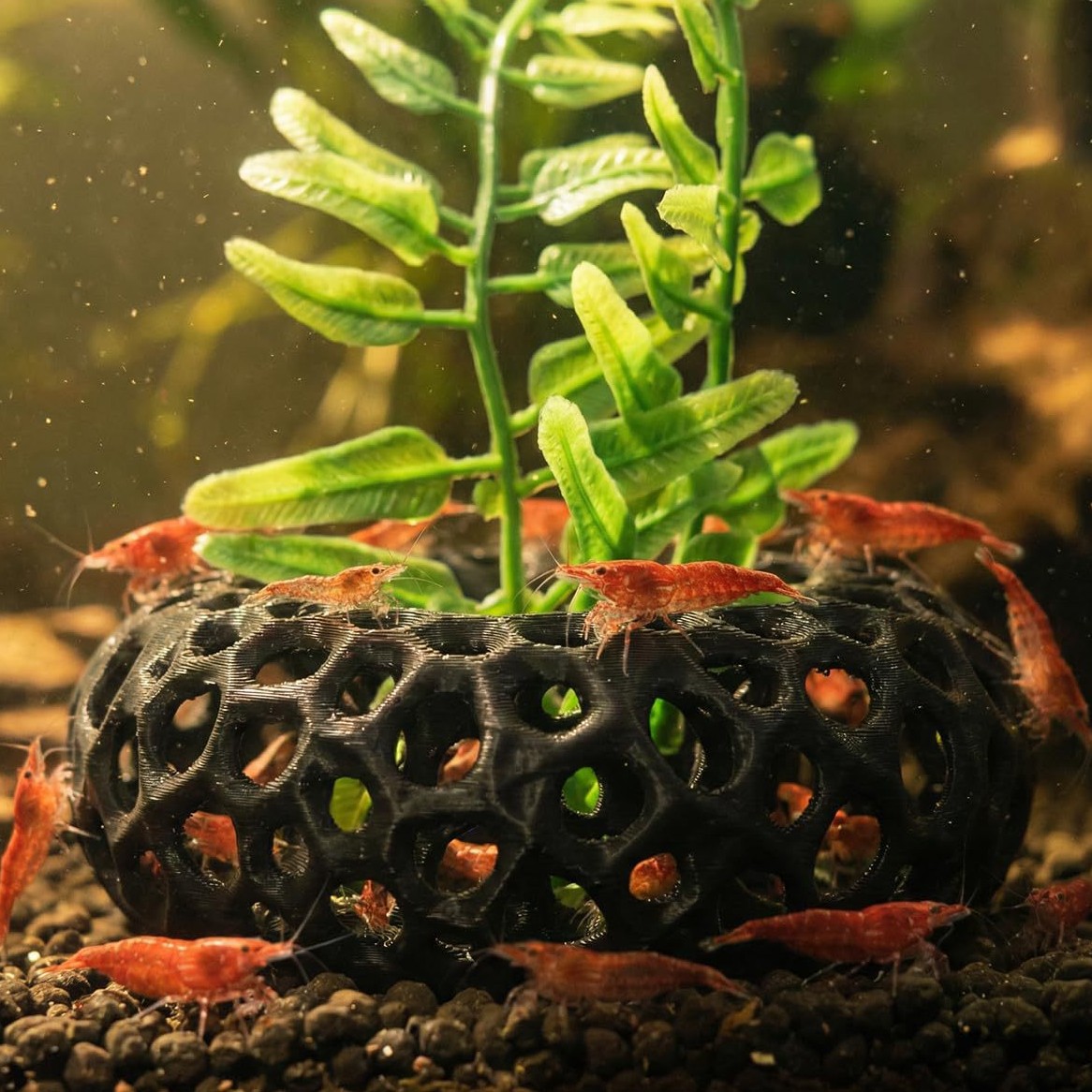 Heiß begehrtes 3D-gedrucktes F – Aquarium Fish Reproduction Bewertung und Preis