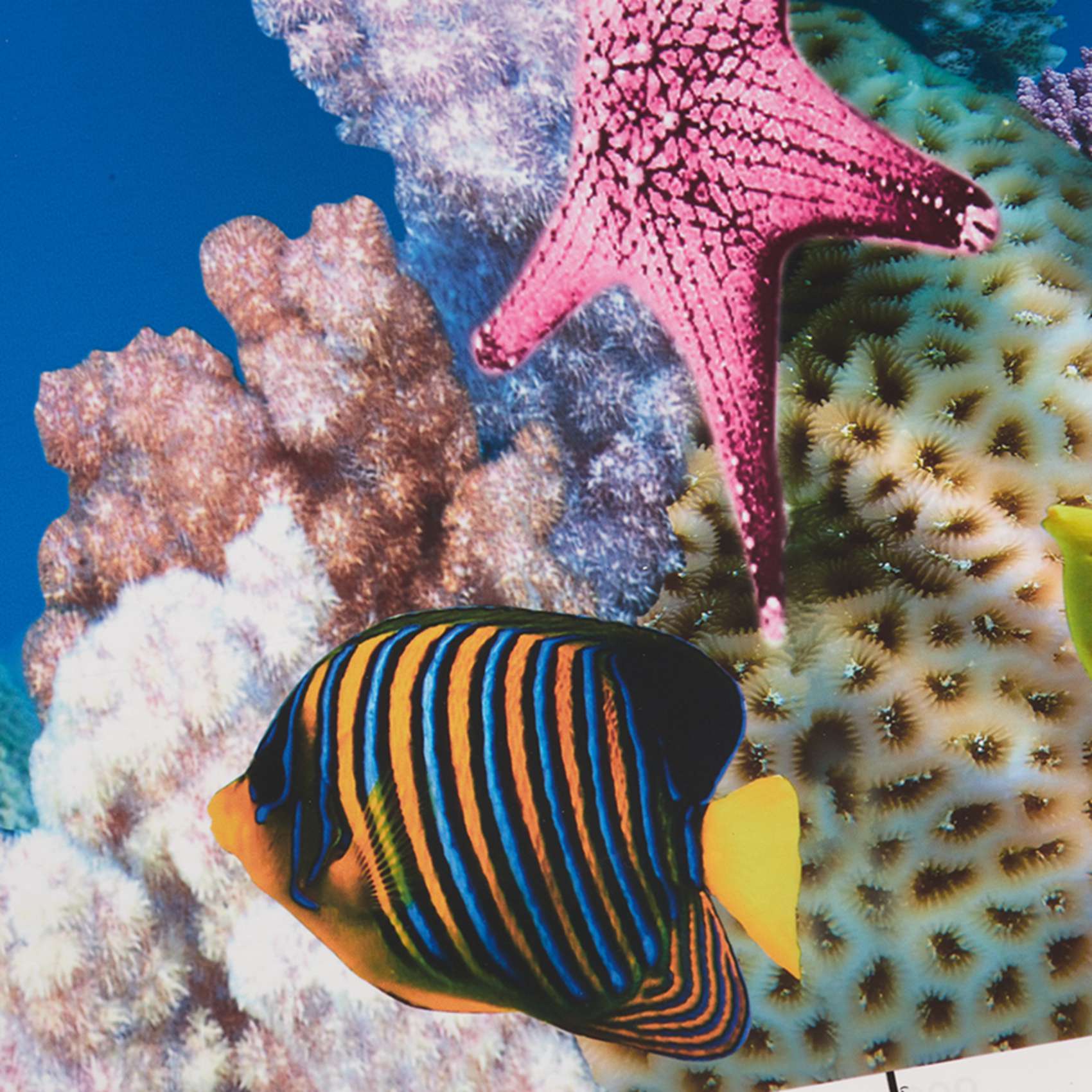 BAAU Aquarium Hintergrund Papi – Aquarium Fish Wallpaper Hd Bewertung und Preis